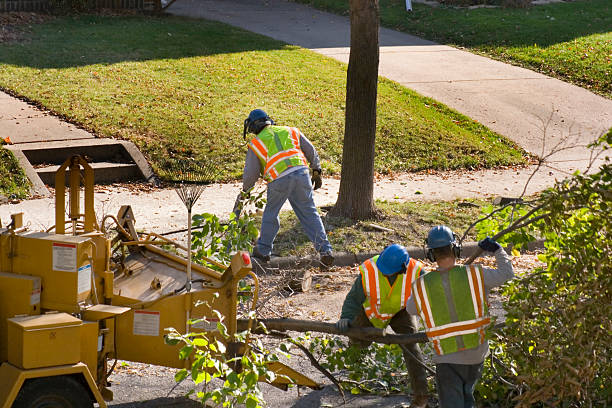 Trusted Royalton, IL Tree Service Experts